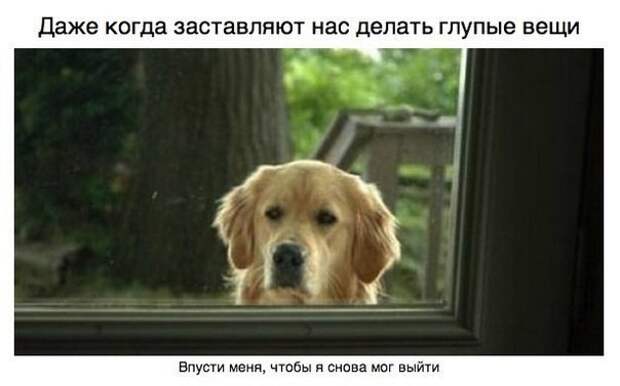 Пост для тех, у кого есть собака Пост для тех, у кого есть собака