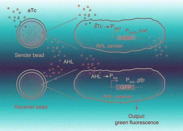 Chemical nature