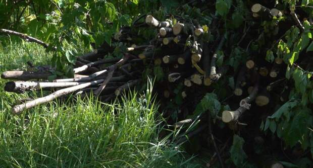 Незаконную вырубку леса пресекли в прибрежной зоне канала имени Москвы в Мытищах