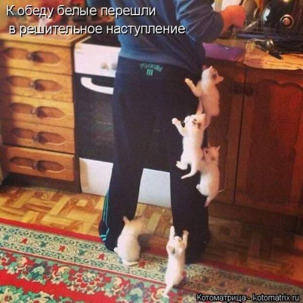 Свежая котоматрица для всех (33 фото)