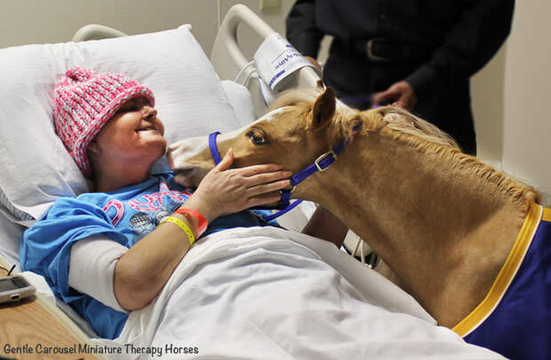 Miniature-therapy-horses-pink-hat
