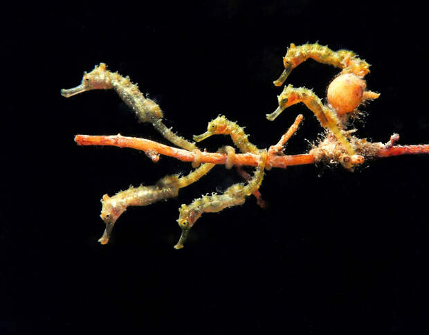Конкурс подводной фотографии Ocean Art 2019