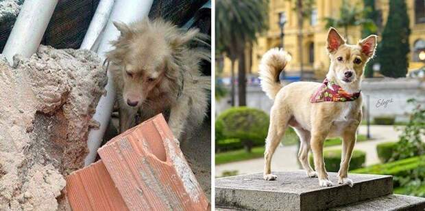 Добрые снимки животных, которых спасли с улицы