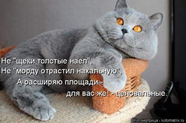 Новая котоматрица (36 фото)