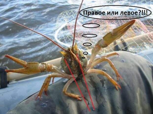 Хорошему человеку только прикольные фото.