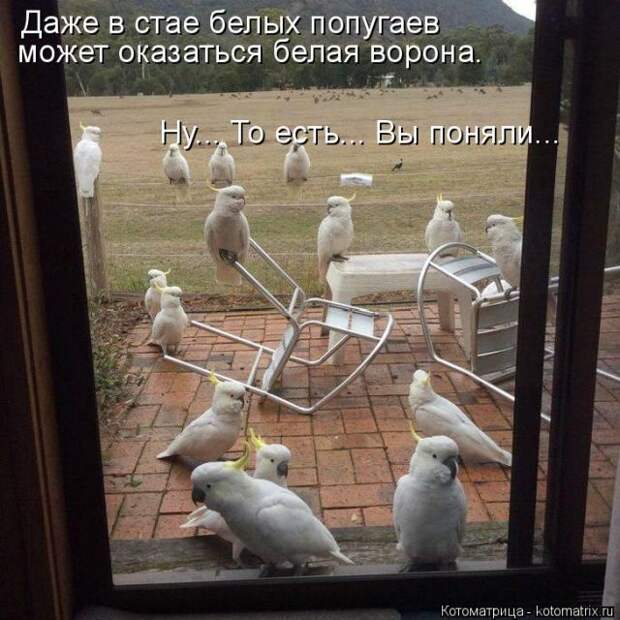 Лучшие котоматрицы недели (50 фото)