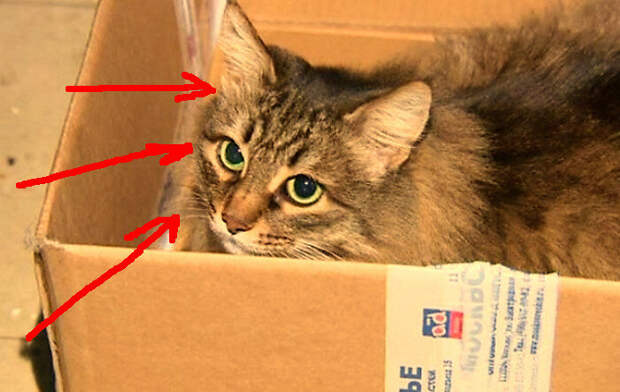 кошка сидела в коробке в подъезде