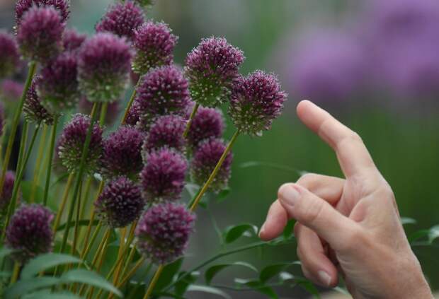 Цветочная выставка садов и цветов Chelsea Flower Show 2021