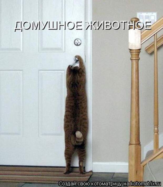 Котоматрицы(картинки с надписями)