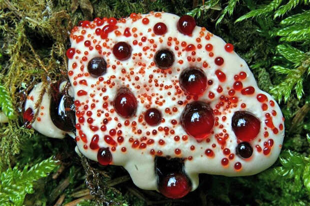 4. Гриб, похожий на десерт (Hydnellum peckii) грибы, природа, факты
