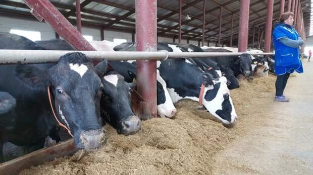 Сибиряков на фоне вспышки инфекции среди скота предупредил ветеринар: "Это недопустимо"