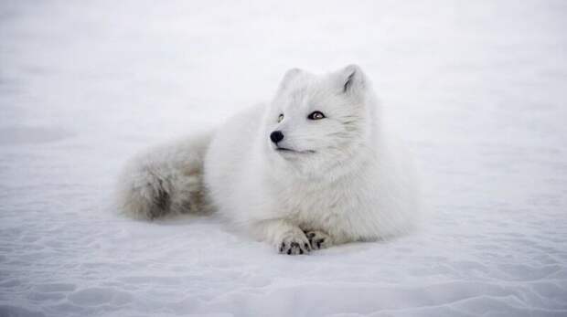 Трогательное видео с забавами пушистого песца показали в ростовском зоопарке