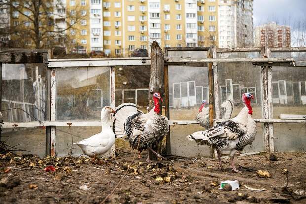 Киевский зверополис