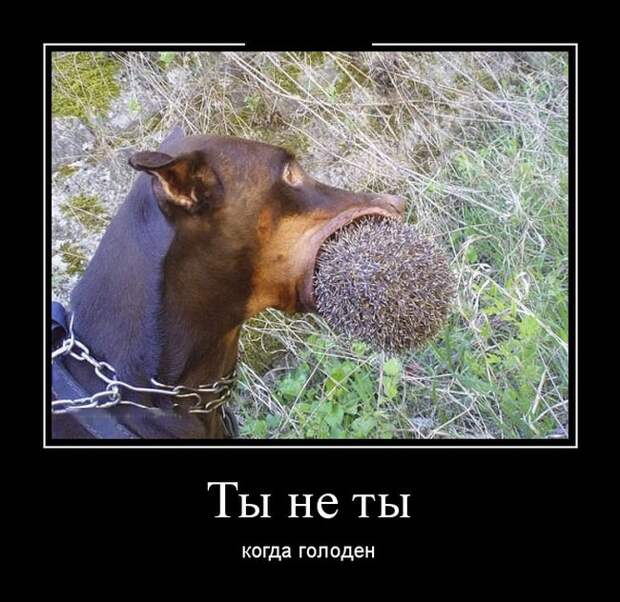 Демотиваторы (30 фото)