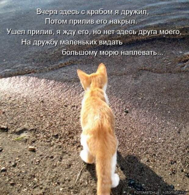 Веселая котоматрица за неделю (28 шт)