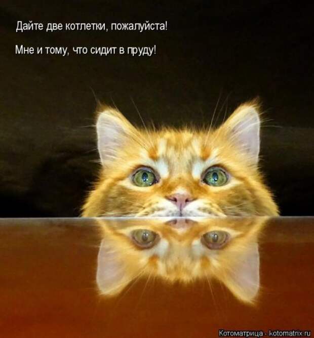 Лучшая котоматрица недели (38 фото)