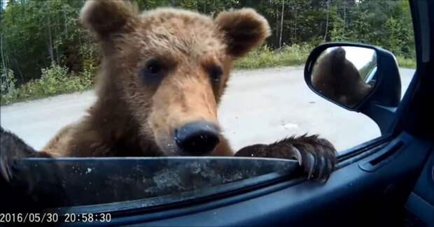 Милые карельские медвежата выпрашивают еду у водителя видео, животные, медведи