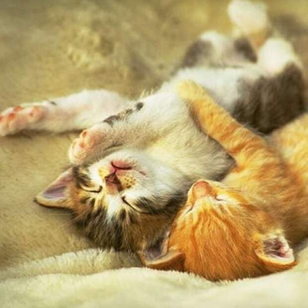 уход  за котятами