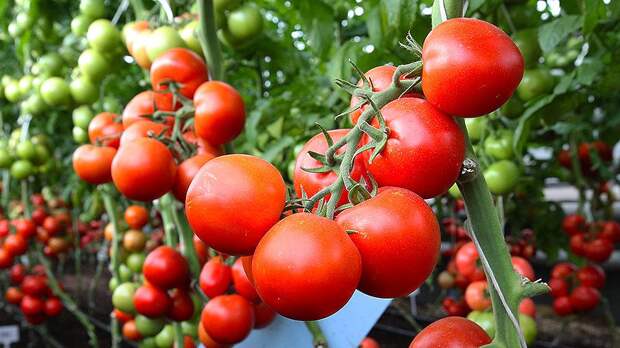 Россельхознадзор запретил ввоз томатов из Марокко
