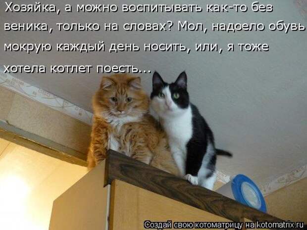Лучшие котоматрицы недели (50 фото)
