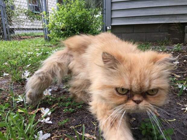 Кот Гарфильд, который всем недоволен (7 фото)