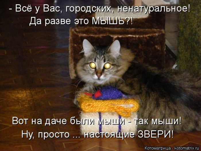 Лучшие котоматрицы недели (50 фото)
