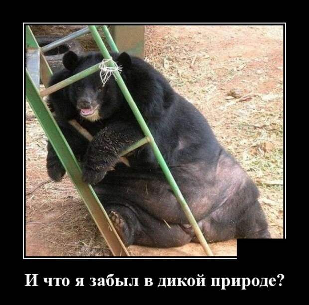 Демотиваторы (30 фото)