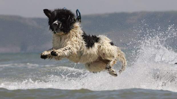 whizz-cachorro.jpg whizz-cachorro.jpg