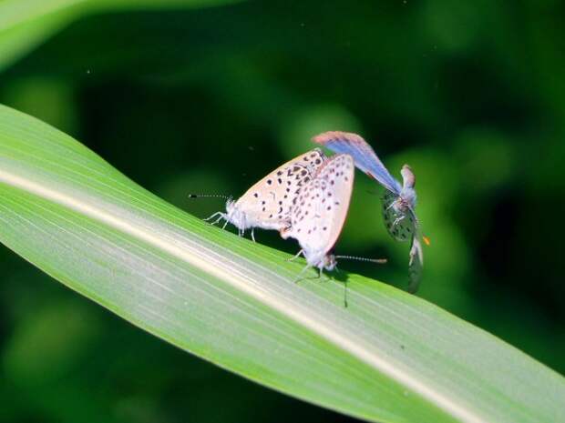 Larvae of pale grass blue butterflies died prematurely or developed abnormalities when fed radioactive leaves from the Fukushima region.
