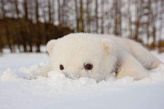 3-animals-and-first-snow-baby-polar-bear__700