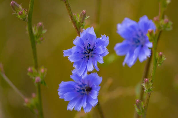 Цикорий: мифы и правда о «заменителе кофе»