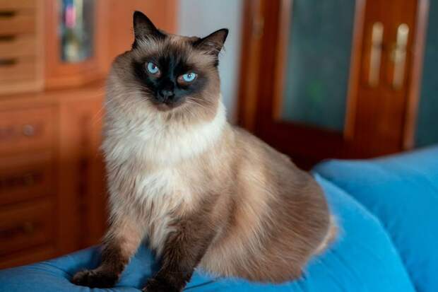 7 пород кошек для людей с аллергией на шерсть