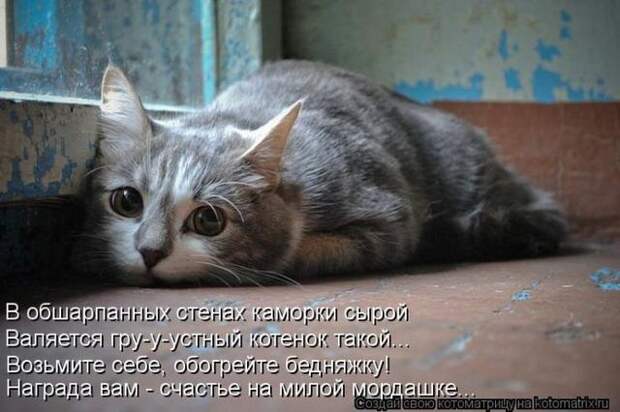 фотографий животных с подписями (50 фото)