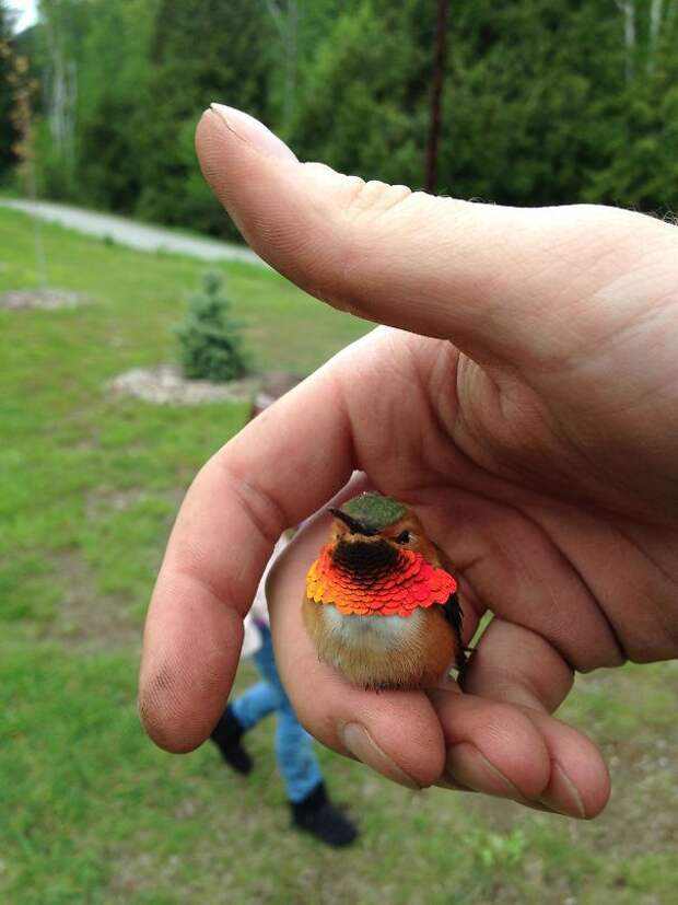 Friendly Little Hummingbird