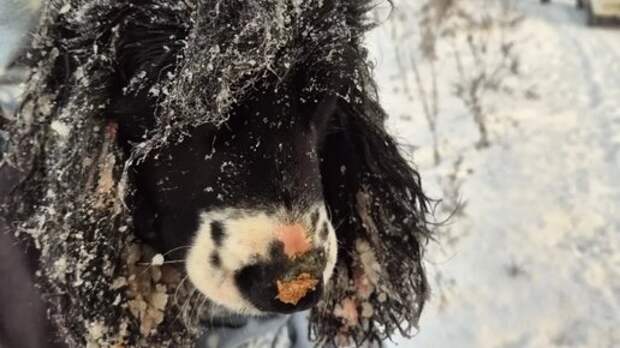 Чудовищные подробности истории выброшенных на трассе собак