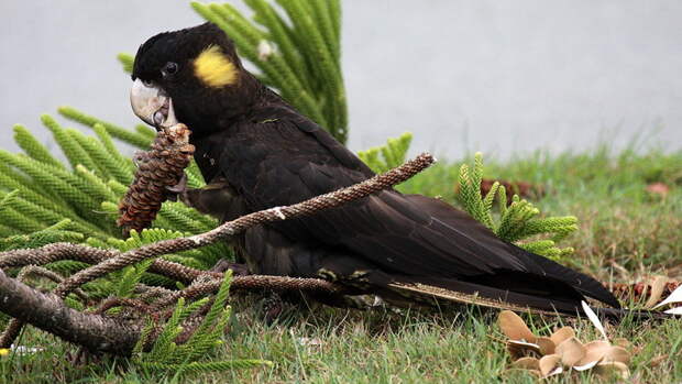 Опасная Австралия. 10 самых коварных попугаев Сиднея животные, факты
