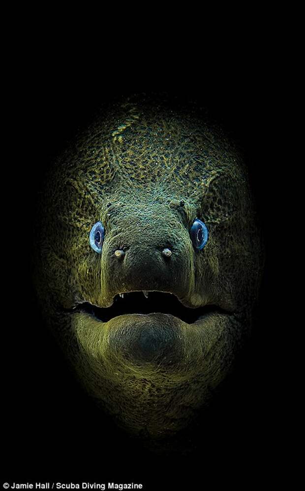 This shot of a moray eel at Tiran Island in the Red Sea earned Jamie Hall first place in the compact camera category. He said: 'I clicked a few shots as the eel stared and was over the moon when I viewed the image'