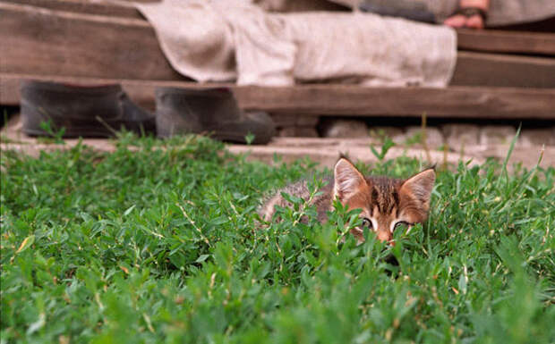 Коты в засаде (37 фото)