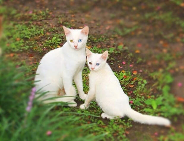 11. Мать и дочь котенок, кошка