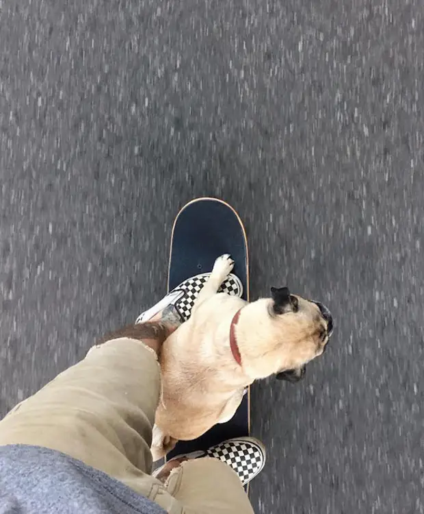 Прогулка на скейтборде. Фото: Jeremy Veach. Прогулка на скейтборде. Фото: Jeremy Veach.