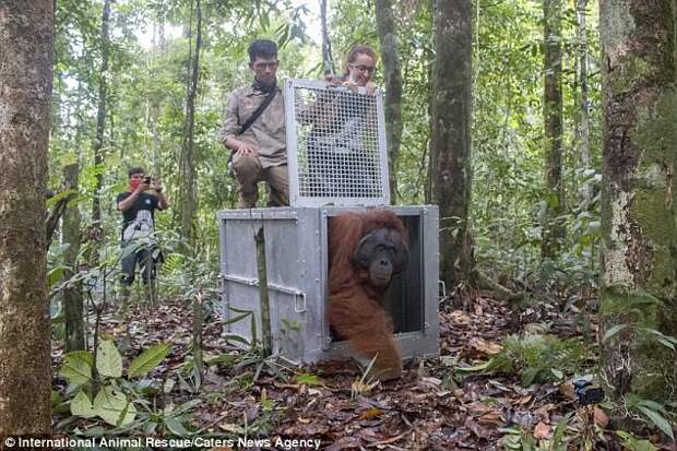 Индонезийские зоозащитники выходили и выпустили на свободу трех орангутанов Борнео, защита животных, зоозащитники, индонезия, орангутан, орангутаны, спасение животных