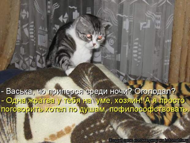 Забавные котоматрицы