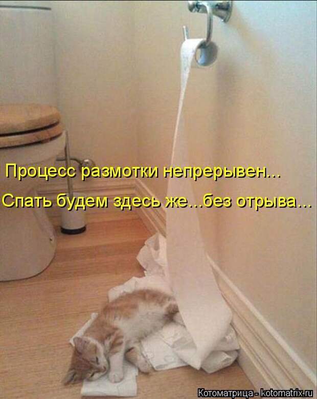 Лучшие котоматрицы недели (50 фото)