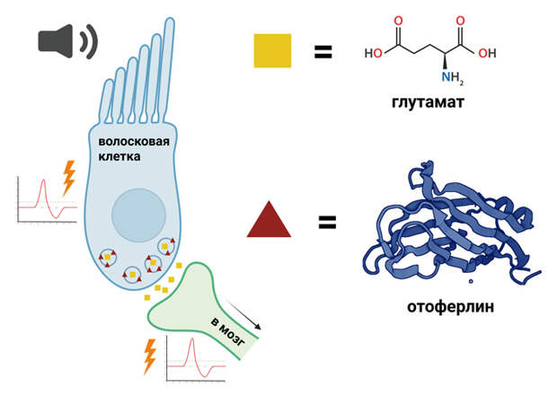 Рис. 3. Волосковые клетки кортиева органа воспринимают колебания жидкости, возбуждаются и передают возбуждение на нервное волокно слухового нерва посредством глутаматного синапса