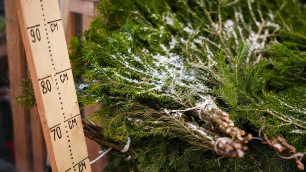 Москвичи могут сдать новогоднюю елку на экологичную утилизацию