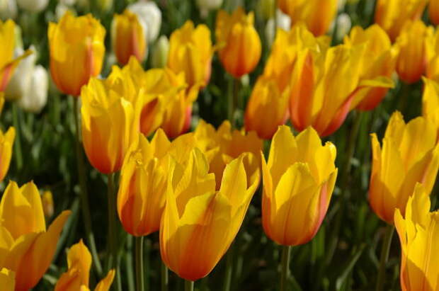 Тюльпан садовый сорт Long Lady дарит радостное настроение, фото автора