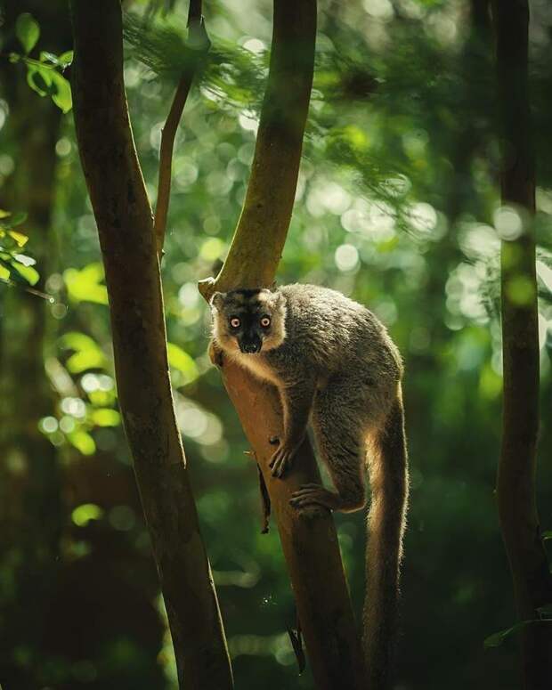 Потрясающие фотографии животных Мадагаскара Животные  фото, дикая природа, животные, мадагаскар, природа, редкие виды, рептилии