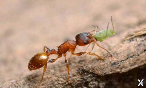 Муравей-фуражир Temnothorax nylanderi...
