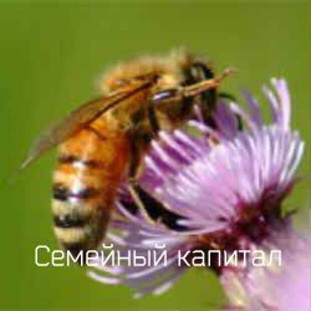 мед из расторопши