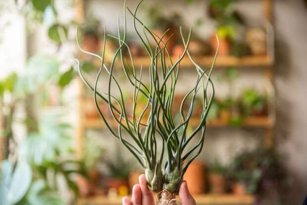 Тилландсия луковицевидная (Tillandsia bulbosa)